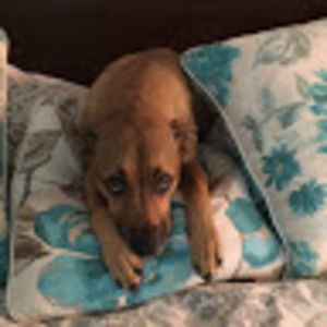 Meet your Posher, Alexis